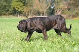 FILA BRASILEIRO 082